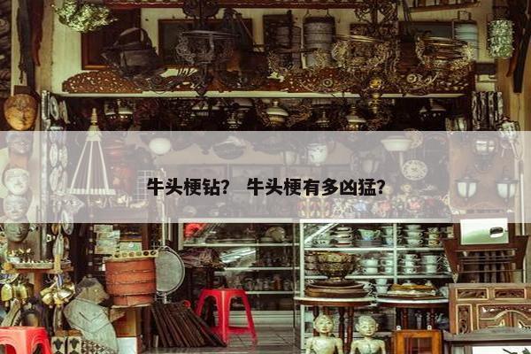牛头梗钻？ 牛头梗有多凶猛？