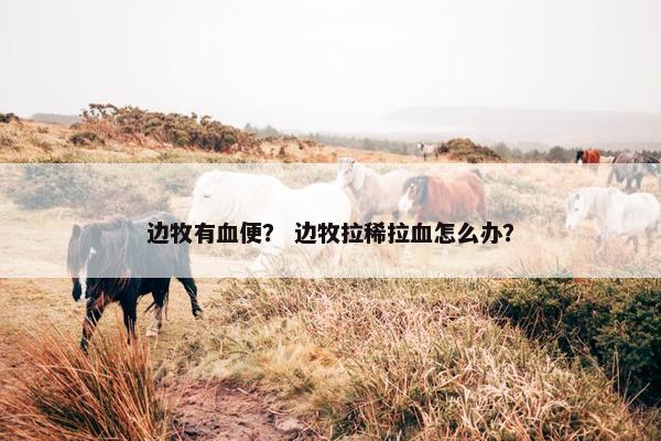 边牧有血便？ 边牧拉稀拉血怎么办？