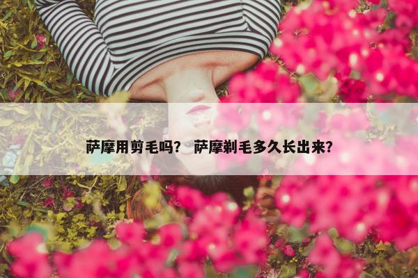 萨摩用剪毛吗？ 萨摩剃毛多久长出来？