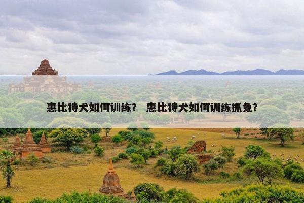 惠比特犬如何训练？ 惠比特犬如何训练抓兔？