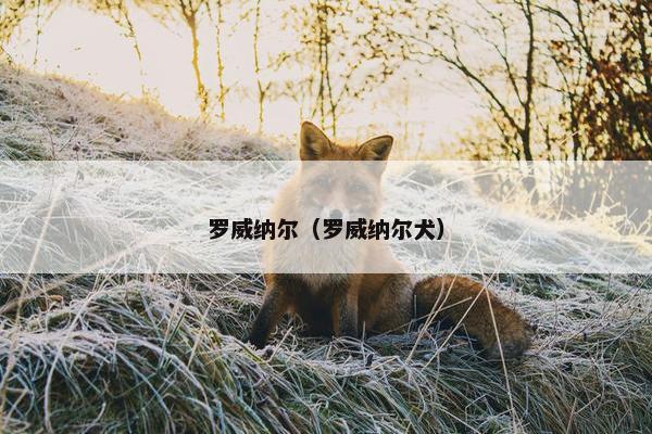 罗威纳尔（罗威纳尔犬）