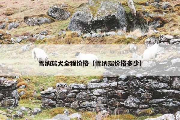雪纳瑞犬全程价格（雪纳瑞价格多少）
