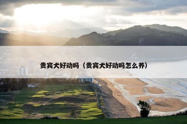 贵宾犬好动吗（贵宾犬好动吗怎么养）