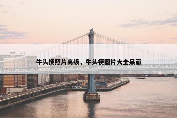 牛头梗照片高级，牛头梗图片大全呆萌
