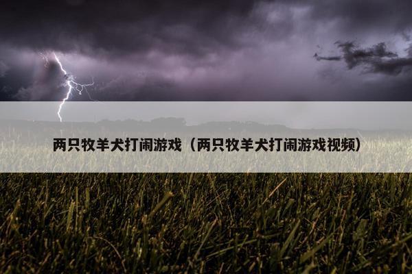 两只牧羊犬打闹游戏（两只牧羊犬打闹游戏视频）
