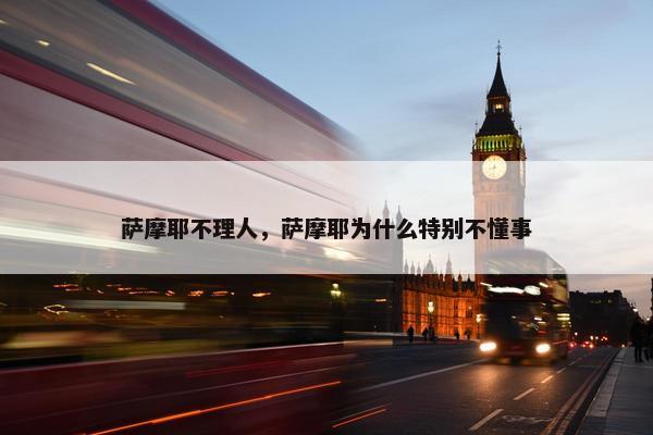 萨摩耶不理人，萨摩耶为什么特别不懂事