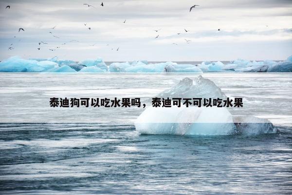 泰迪狗可以吃水果吗，泰迪可不可以吃水果