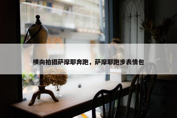 横向拍摄萨摩耶奔跑，萨摩耶跑步表情包