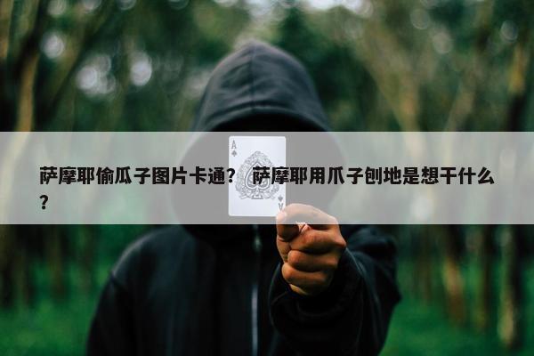 萨摩耶偷瓜子图片卡通？ 萨摩耶用爪子刨地是想干什么？