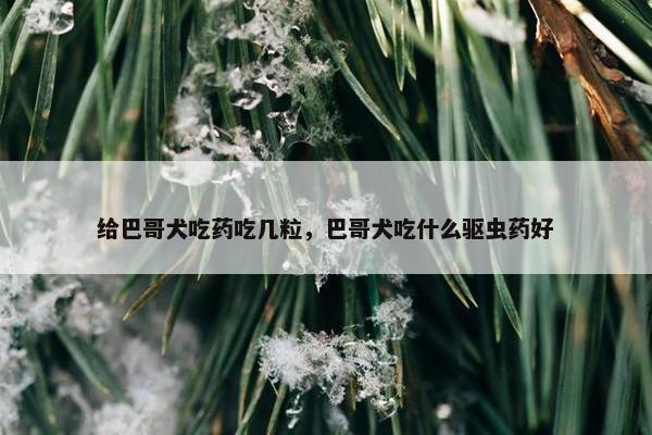 给巴哥犬吃药吃几粒，巴哥犬吃什么驱虫药好