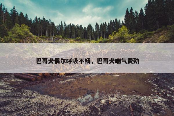 巴哥犬偶尔呼吸不畅，巴哥犬喘气费劲