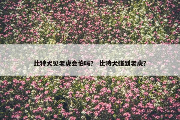 比特犬见老虎会怕吗？ 比特犬碰到老虎？