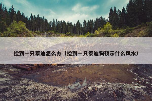 捡到一只泰迪怎么办（捡到一只泰迪狗预示什么风水）