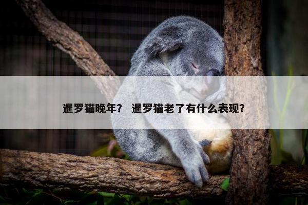 暹罗猫晚年？ 暹罗猫老了有什么表现？