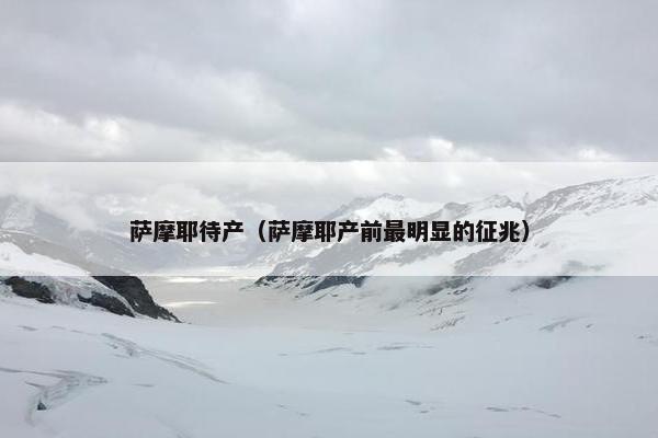萨摩耶待产（萨摩耶产前最明显的征兆）