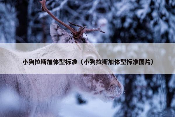 小狗拉斯加体型标准（小狗拉斯加体型标准图片）