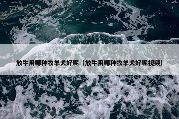 放牛用哪种牧羊犬好呢（放牛用哪种牧羊犬好呢视频）