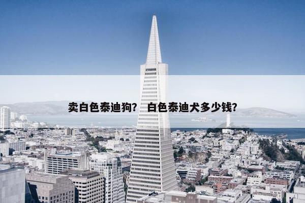 卖白色泰迪狗？ 白色泰迪犬多少钱？