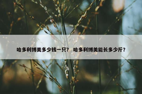 哈多利博美多少钱一只？ 哈多利博美能长多少斤？