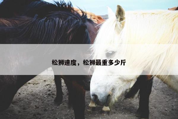 松狮速度，松狮最重多少斤