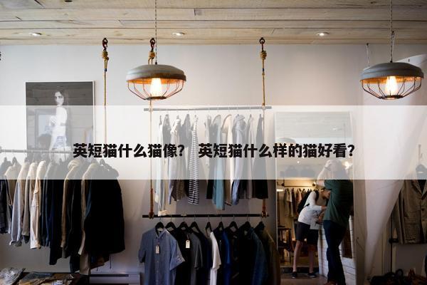 英短猫什么猫像？ 英短猫什么样的猫好看？