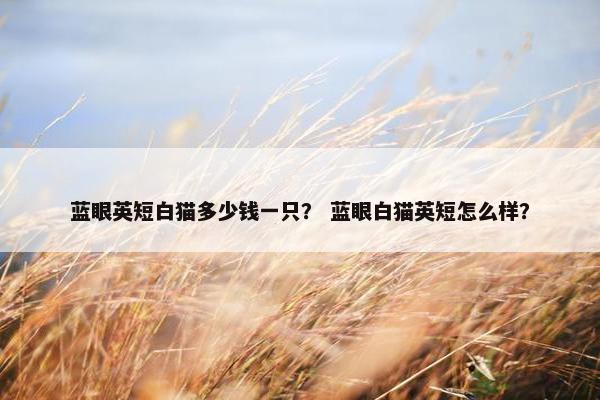 蓝眼英短白猫多少钱一只？ 蓝眼白猫英短怎么样？