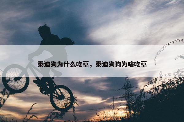 泰迪狗为什么吃草，泰迪狗狗为啥吃草