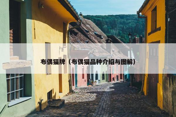 布偶猫牌（布偶猫品种介绍与图解）