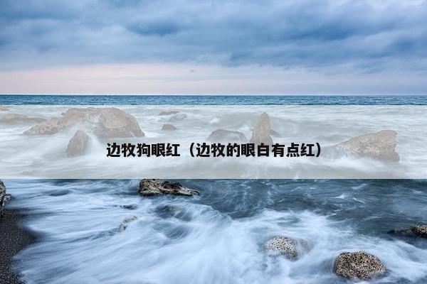 边牧狗眼红（边牧的眼白有点红）
