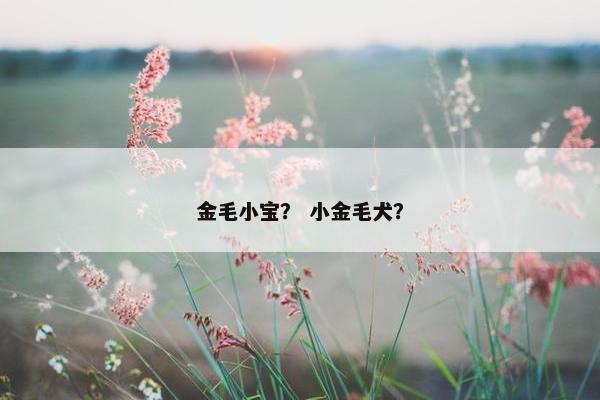 金毛小宝？ 小金毛犬？