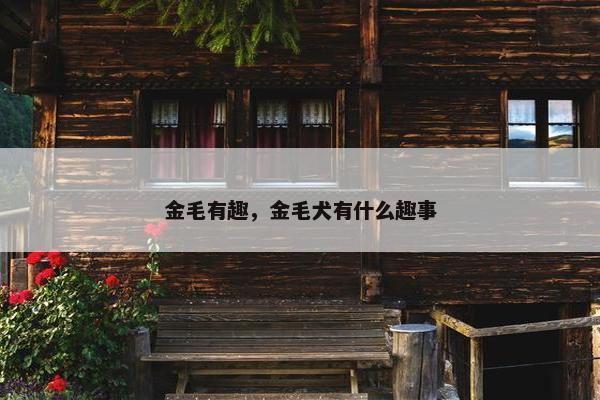 金毛有趣，金毛犬有什么趣事