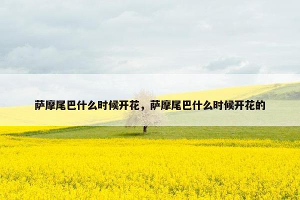 萨摩尾巴什么时候开花，萨摩尾巴什么时候开花的