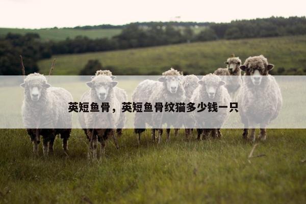 英短鱼骨，英短鱼骨纹猫多少钱一只