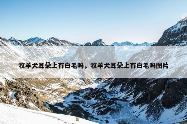牧羊犬耳朵上有白毛吗，牧羊犬耳朵上有白毛吗图片