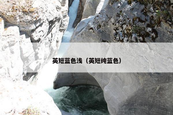英短蓝色浅（英短纯蓝色）