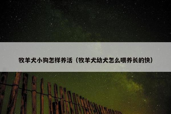 牧羊犬小狗怎样养活（牧羊犬幼犬怎么喂养长的快）