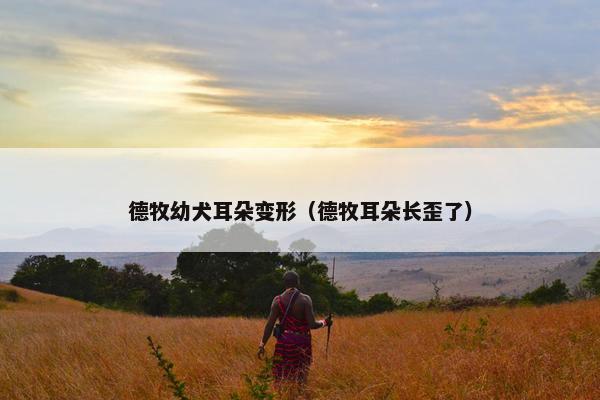 德牧幼犬耳朵变形（德牧耳朵长歪了）
