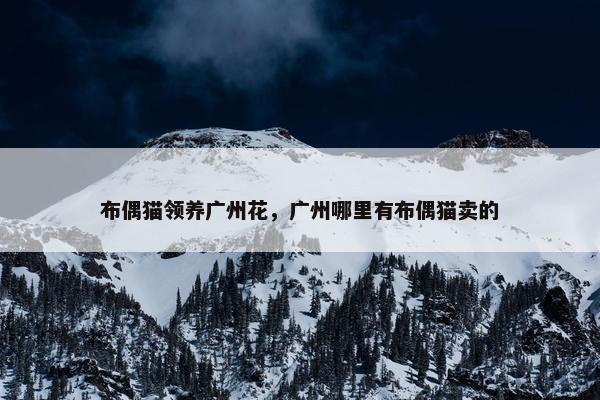 布偶猫领养广州花，广州哪里有布偶猫卖的