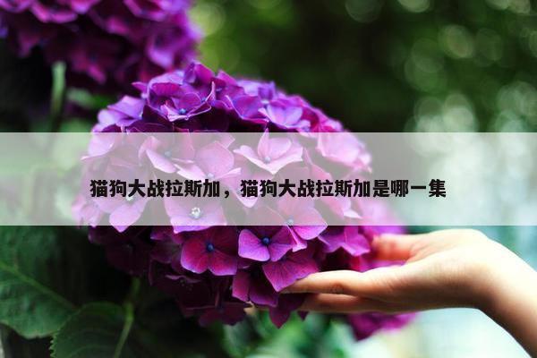 猫狗大战拉斯加，猫狗大战拉斯加是哪一集