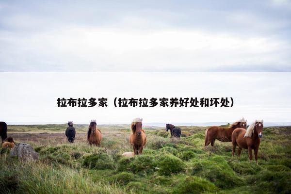 拉布拉多家（拉布拉多家养好处和坏处）