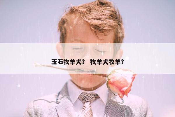 玉石牧羊犬？ 牧羊犬牧羊？