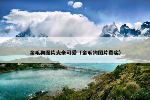 金毛狗图片大全可爱（金毛狗图片真实）