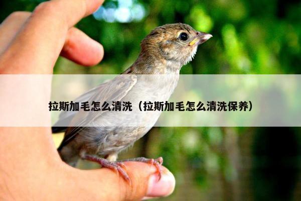 拉斯加毛怎么清洗（拉斯加毛怎么清洗保养）