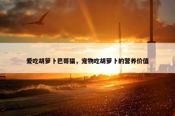 爱吃胡萝卜巴哥猫，宠物吃胡萝卜的营养价值