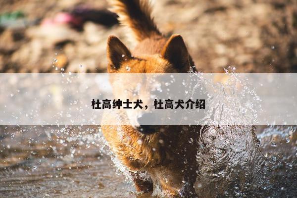 杜高绅士犬，杜高犬介绍