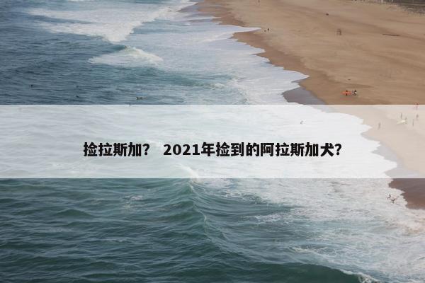 捡拉斯加？ 2021年捡到的阿拉斯加犬？