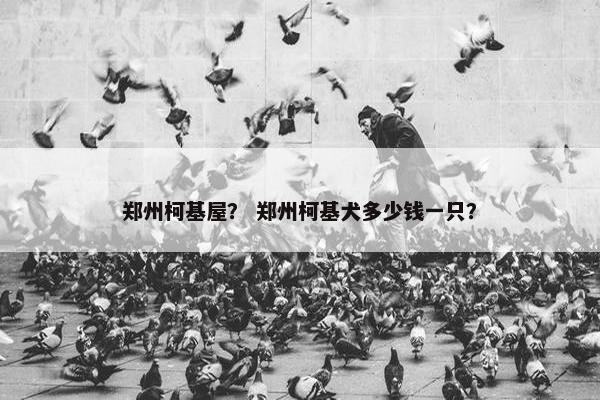 郑州柯基屋？ 郑州柯基犬多少钱一只？