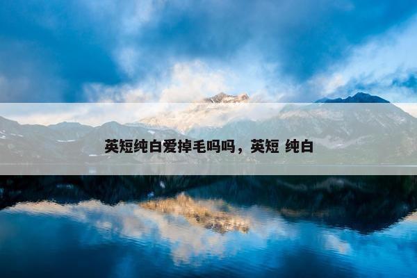 英短纯白爱掉毛吗吗，英短 纯白