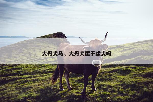 大丹犬马，大丹犬属于猛犬吗