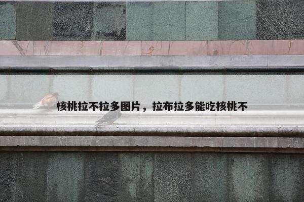 核桃拉不拉多图片，拉布拉多能吃核桃不